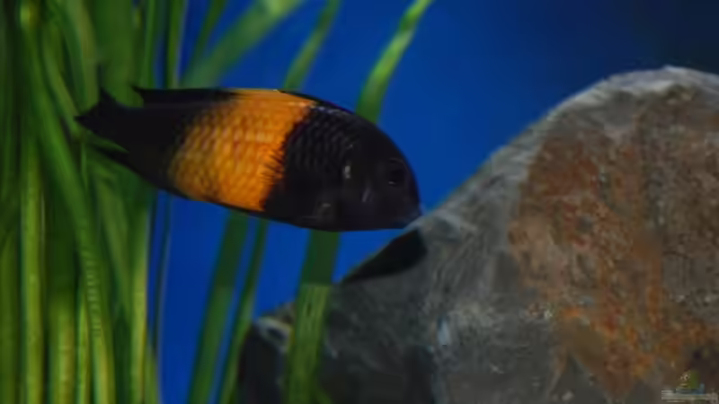 Kiriza Bock von Andre Klettke (6)