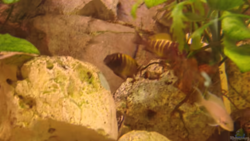 Kiriza mit Feenbuntbarsch von Zorni (22)