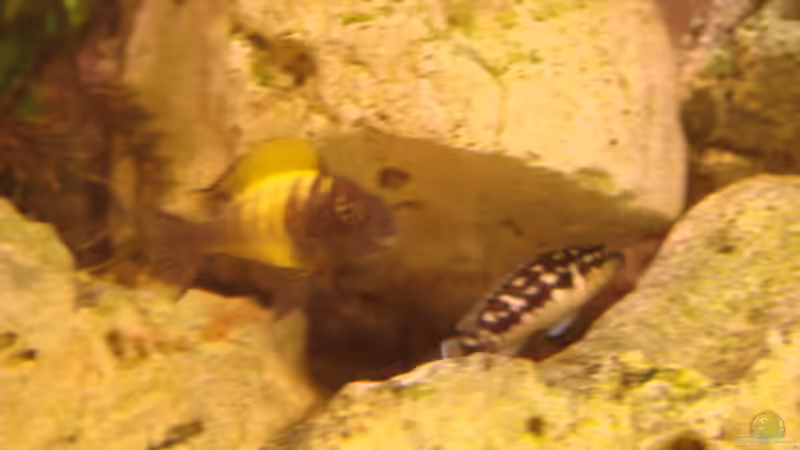 Kiriza mit Schachbrettbuntbarsch von Zorni (15)