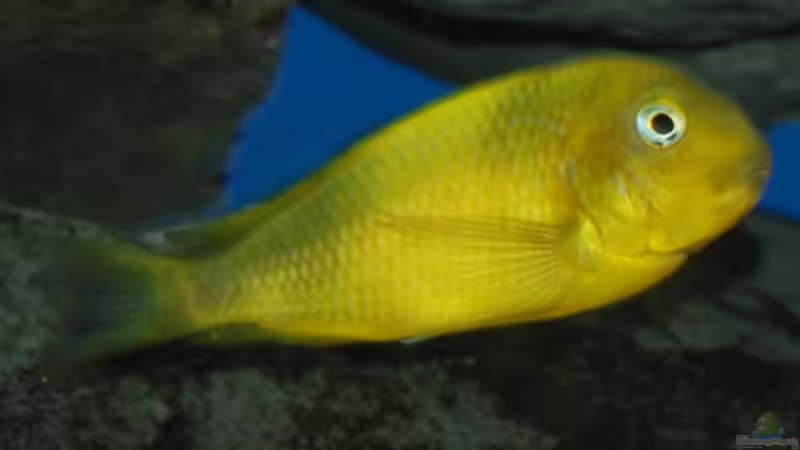 Kiriza Yellow von Andre Klettke (8)