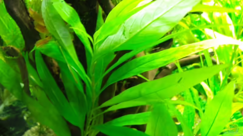 Kirschbäumchen breite Blätter von Aquarienfreund44 (11)