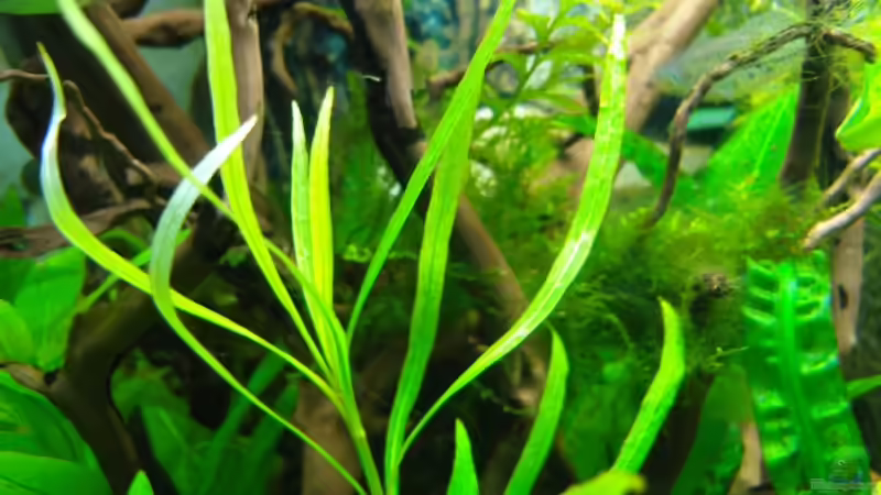 Kirschbäumchen schmale Blätter von Aquarienfreund44 (12)