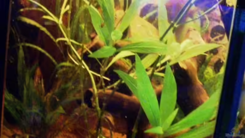 Kirschbäumchen und kleine Wurzel von Christian Horn (7)