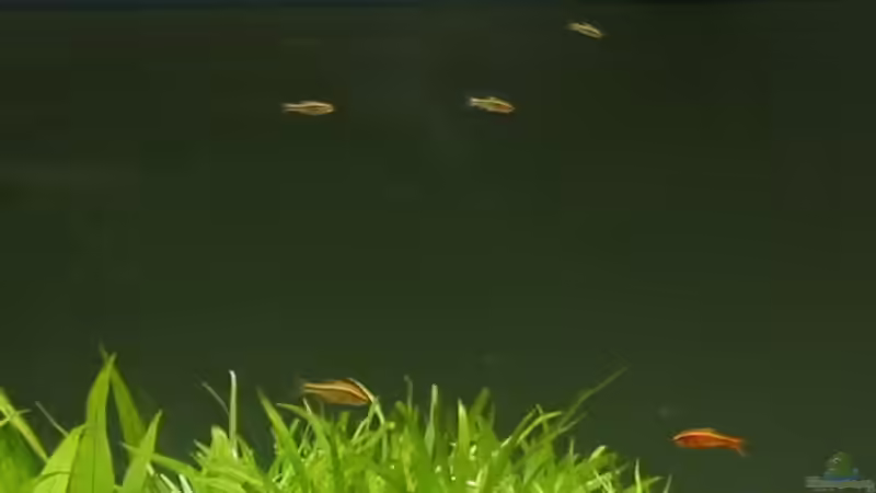 Kirschbarbe; Bitterlingsbarbe (Puntius titteya) von speedcats (15)