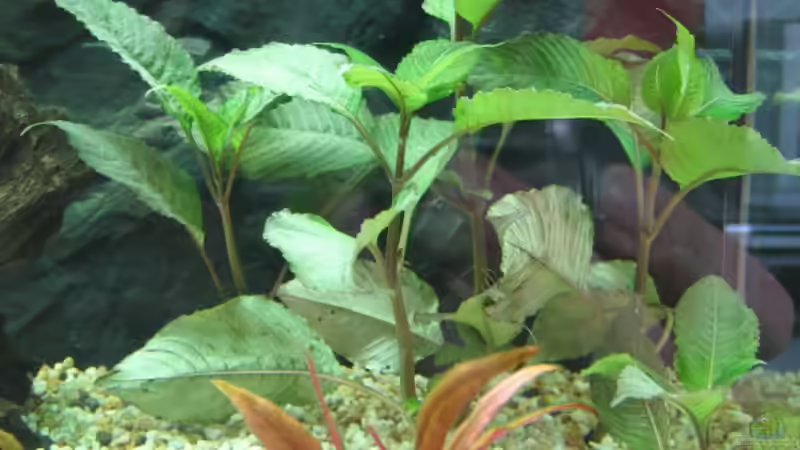 Kirschblättriger Wasserfreund 28.03.08 von Frank (5)