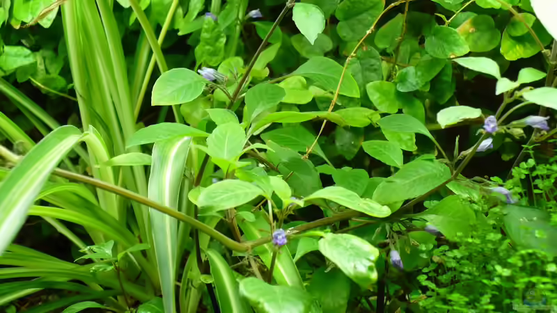 Kirschblatt mit Blüte über Wasser von Werner Lehmann (14)