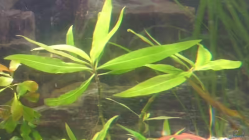 Kirschblatt Riesenwasserfreund von DanBri (16)