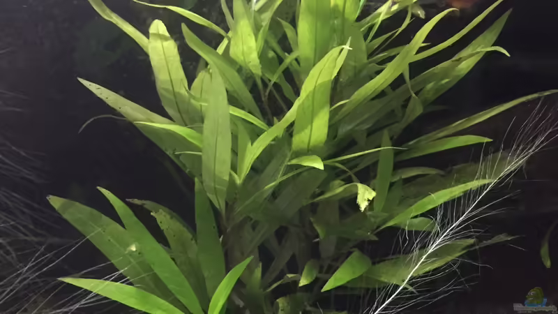 Kirschblatt von Danny (13)