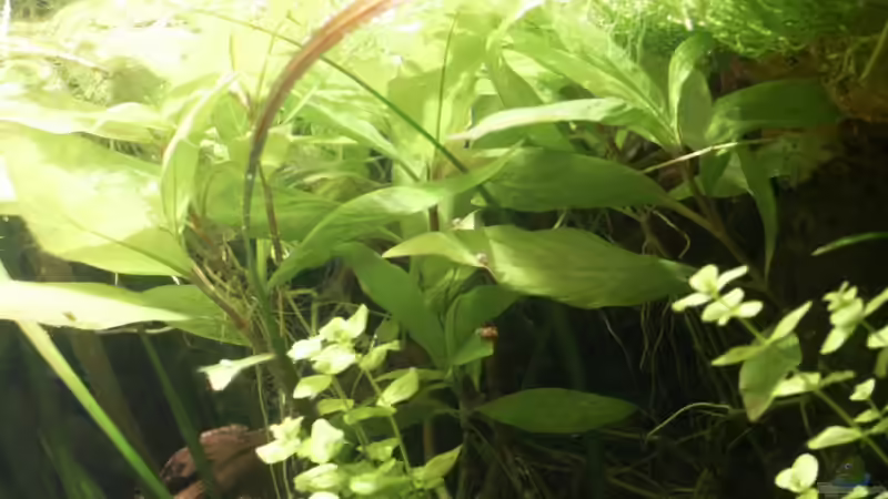 Kirschblatt von Dschinn (32)