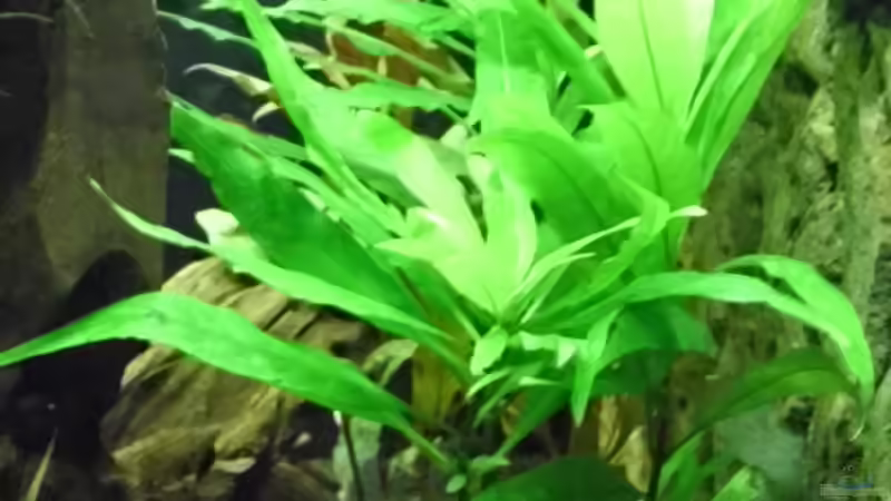 Kirschblatt von Günther Kröger (15)