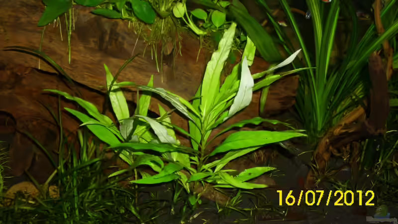 Kirschblatt von Günther Kröger (16)