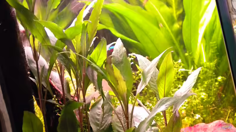 Kirschblatt-Wasserfreund von Marci (9)