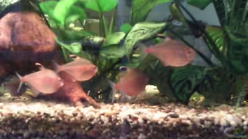 Kirschfleck-Salmler von mikael38 (31)