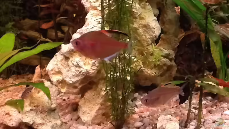 Kirschfleckensalmler von Süßwasserpirat (19)