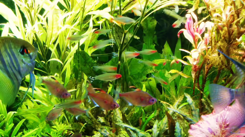 Kirschflecksalmer und Rotkopfsalmler  09.07.2018 von Reiner Dr. Med. Jesse (93)