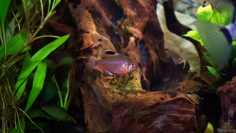 Kirschflecksalmer von Tobias Huber (22)