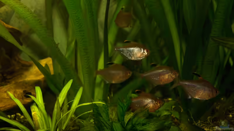 Kirschflecksalmer von Verkaufe mein Aquarium (12)