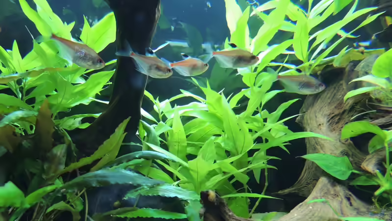 Kirschflecksalmler - Hyphessobrycon erythrostigma von Patrick Lehmann (8)