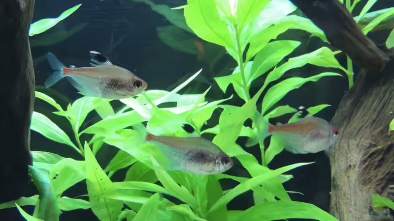 Kirschflecksalmler - Hyphessobrycon erythrostigma von Patrick Lehmann (9)