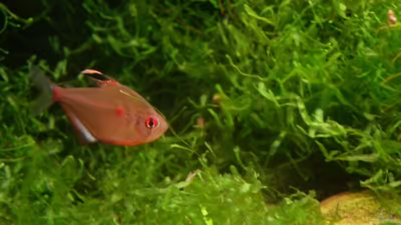 Kirschflecksalmler Männchen 16.01.09 von Daniel_ (28)