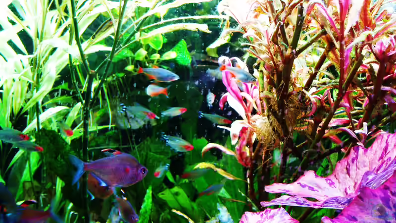 Kirschflecksalmler und Rotkopfsalmler 09.07.2018 von Reiner Dr. Med. Jesse (94)