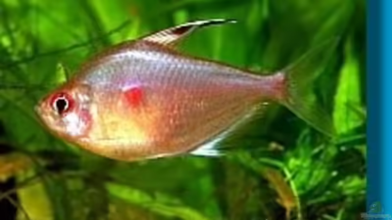 kirschflecksalmler von Alex Schmid (17)