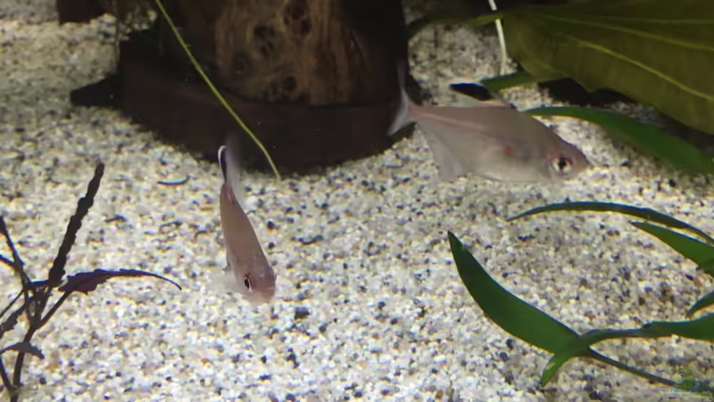 Kirschflecksalmler von Basti@ (20)