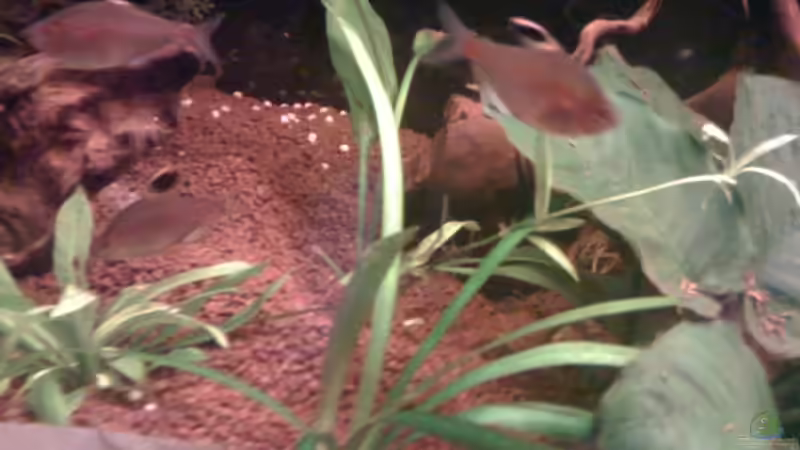 kirschflecksalmler von Jürgen Müller (15)