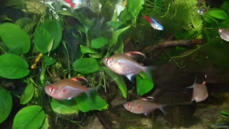 Kirschflecksalmler von Süsswasserskipper (13)