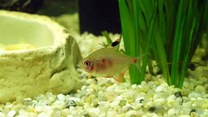 Kirschflecksalmler von Theresa Horak (13)