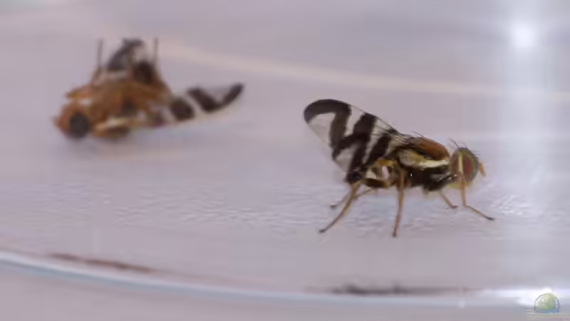 Kirschfruchtfliege: Rhagoletis cerasi erkennen, verstehen und wirksam vorbeugen