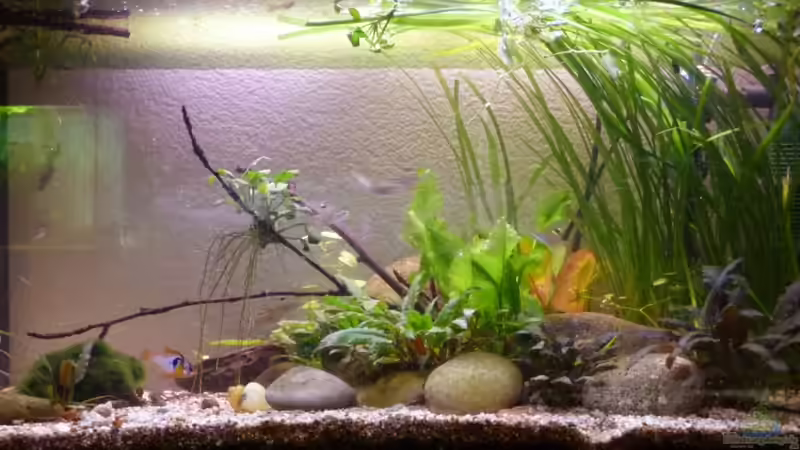 Kirschwasser von Rumblebee