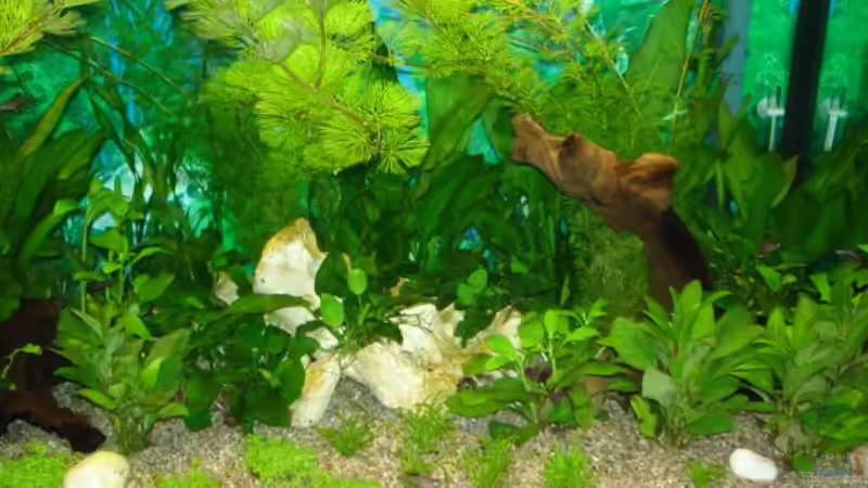 Kiselsteine und Würzeln von Viktor Kraft (13)