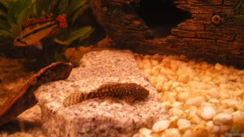 kl. blaueranttenenwelds von Thomas Weißleder (24)