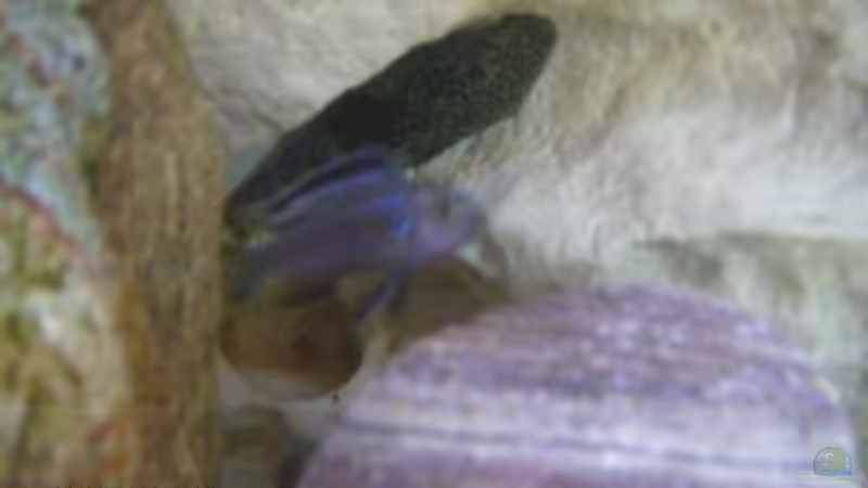 Kl.Türkisgoldbarsch m.und Wels von Julchen1985 (10)