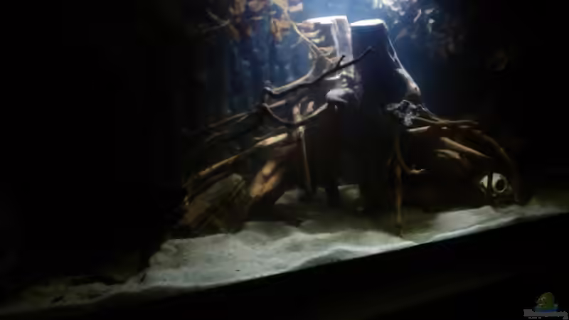 kl.Urwaldbach 1 von Zugbremser72 (2)