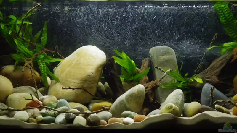 klar und mit erster Bepflanzung von Nico NK (6)