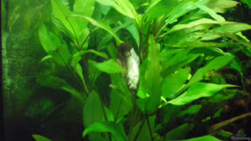 Klara... von Thomas Ahrens (22)