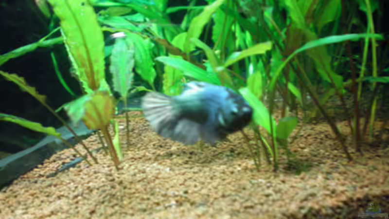 Klara von Thomas Ahrens (42)