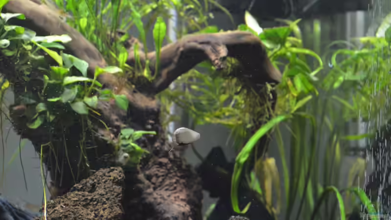 klare Sicht durch fleißige Helfer (Mosaik-Rennschnecke)  von Gallius (31)