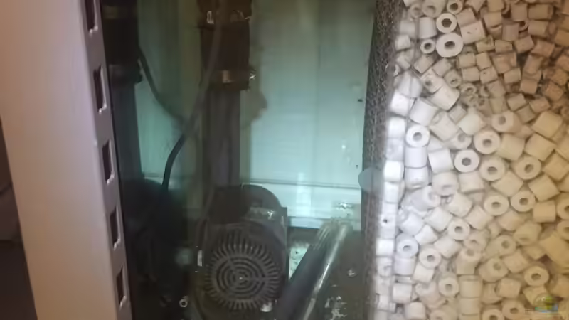 Klarwasserkammer von Dicrossus (5)