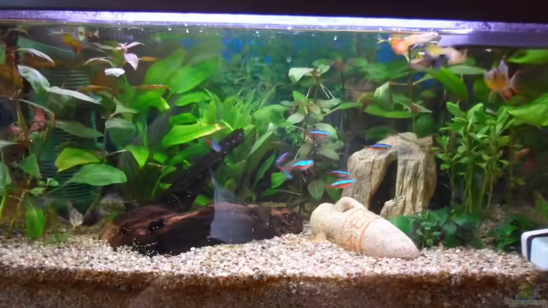 Klassiches Geselschaftsbecken von McCena (2)