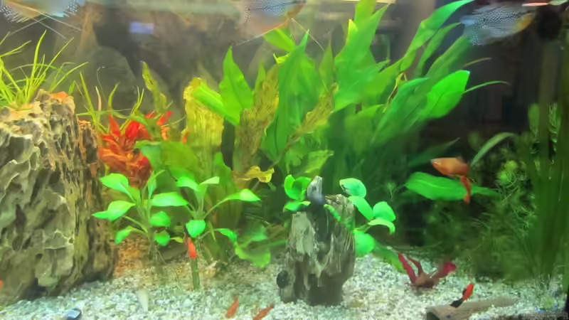 Klassisch aber doch etwas zu steril.....deshalb Umgestaltung von Mofafi-Liebhaber (29)