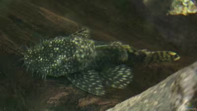 klassischer ancistrus von Stephan Fehringer (23)