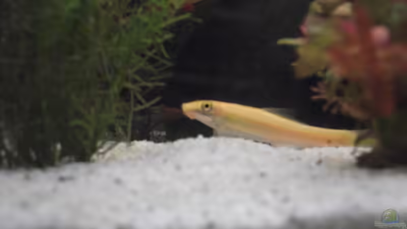 Klaus ;-) von Svenja Zeidler (19)