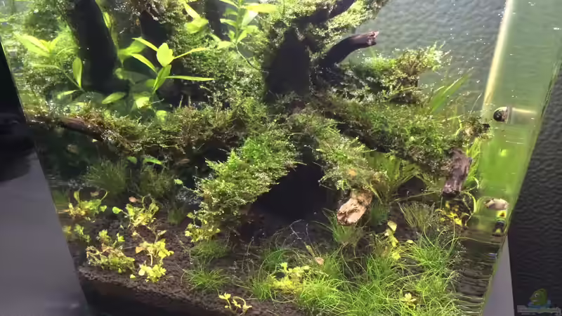 Klee eingesetzt von Ayahuasca (58)