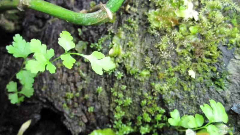 Kleeart von cammarus (9)