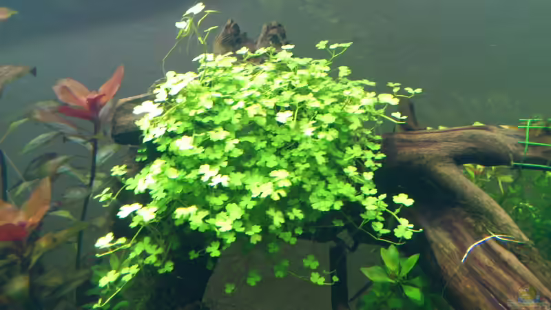 kleeblatt 1 woche nach dem einpflanzen von &lt;---MARCO---&gt; (9)