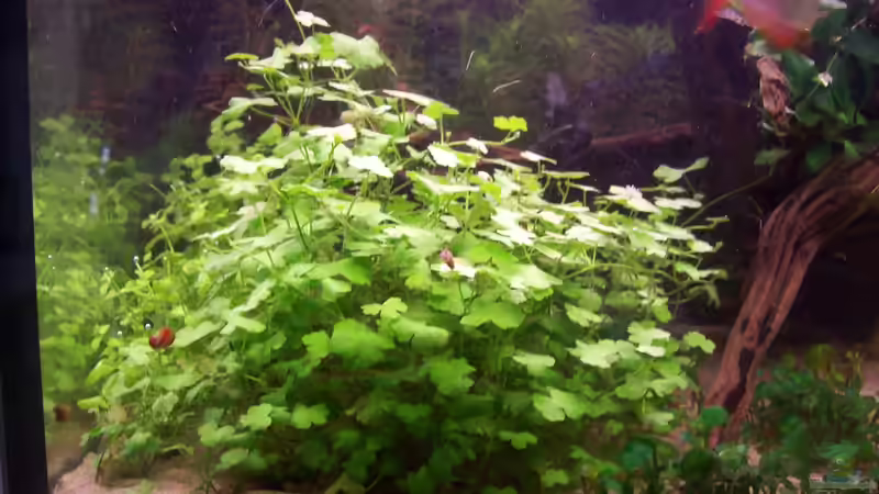 Kleeblatt von Lotte und Hendo (29)