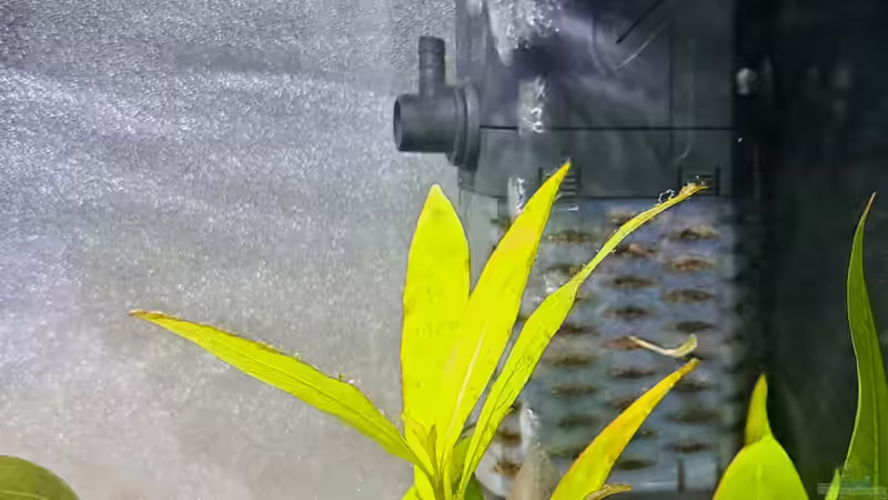 Klein, macht aber ne Menge Dampf von okefenokee (13)